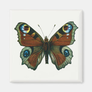 Imán Inachis io - La mariposa de pavo real europea