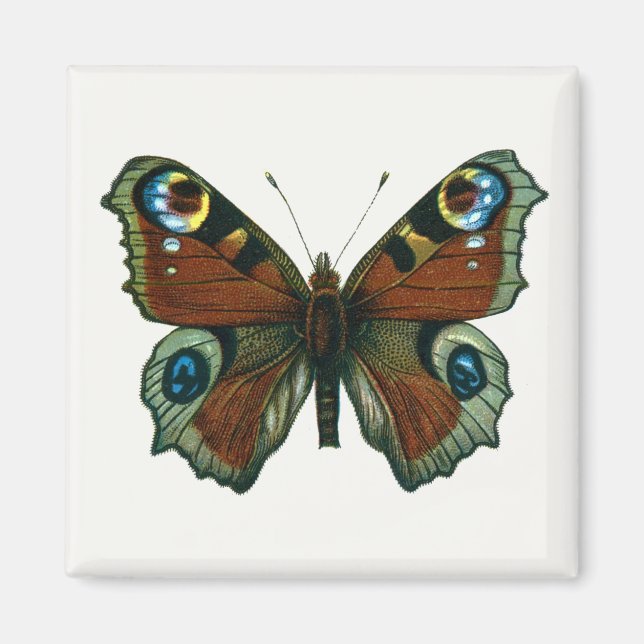 Imán Inachis io - La mariposa de pavo real europea (Frente)