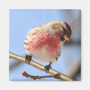 Imán inclinable del Redpoll