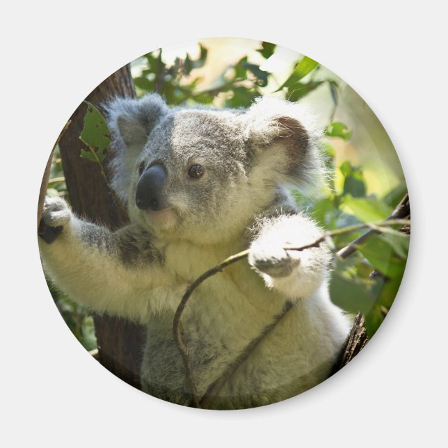 Imán Increíblemente lindo bebé koala en un árbol (Frente)