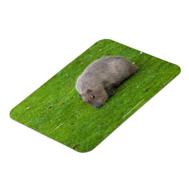Imán Incríble Animal Carpincho (Lado Izquierdo)