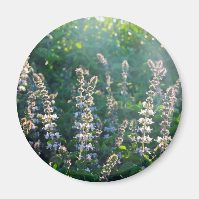 Imán indefinido (Frente)