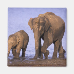 Imán India, Parque Nacional Nagarhole. Elefante asiátic
