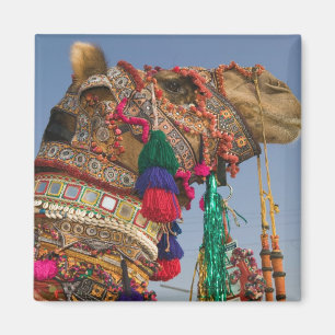 Imán INDIA, Rajasthan, Pushkar: FERIA DE CAMELLOS DE PU