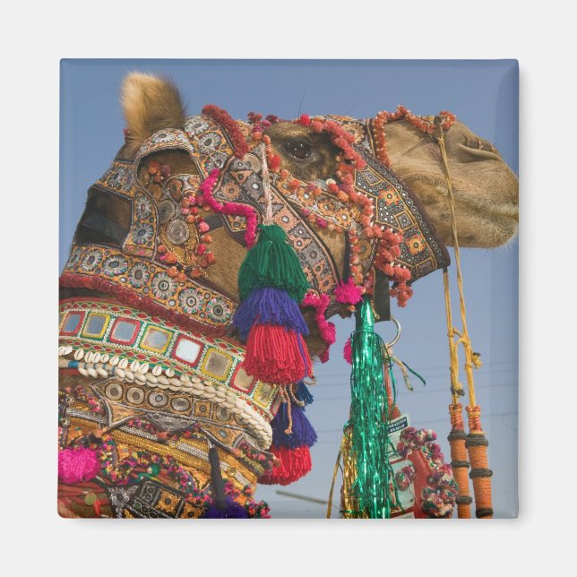 Imán INDIA, Rajasthan, Pushkar: FERIA DE CAMELLOS DE PU (Frente)