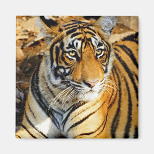 Imán India, Sawai Madhopur, Parque Nacional de Ranthamb