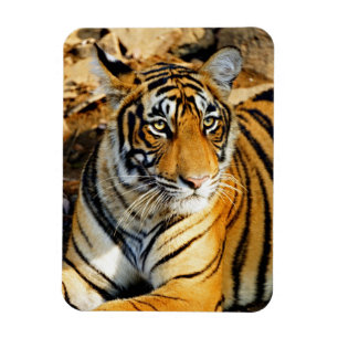 Imán India, Sawai Madhopur, Parque Nacional de Ranthamb
