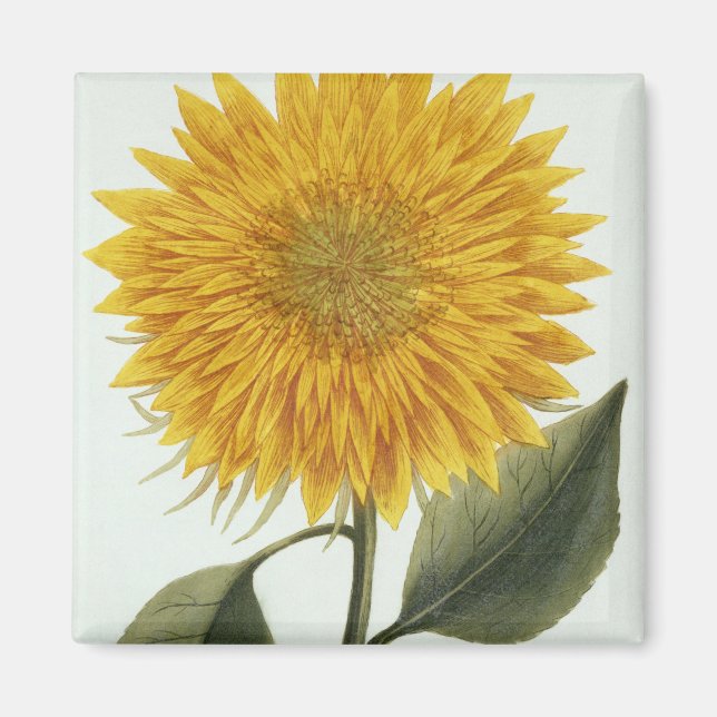 Imán Indicador de crisantemo del Iconografo "Pytanthoza (Frente)