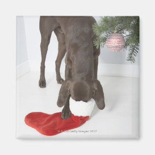 Imán Indicador de pelo corto alemán que pega el hocico