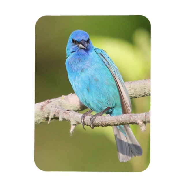 Imán Indigo Bunting (Vertical)