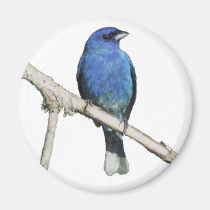 Imán Indigo Bunting
