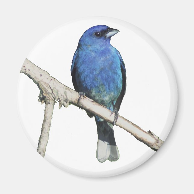 Imán Indigo Bunting (Frente)