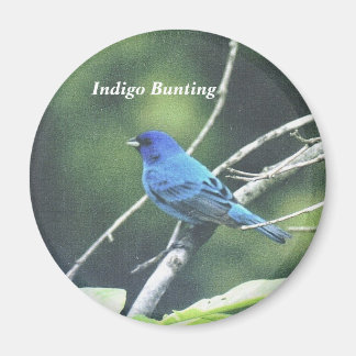 Imán Indigo Bunting