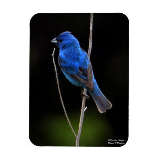 Imán Indigo Bunting