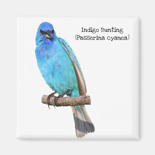 Imán Indigo Bunting