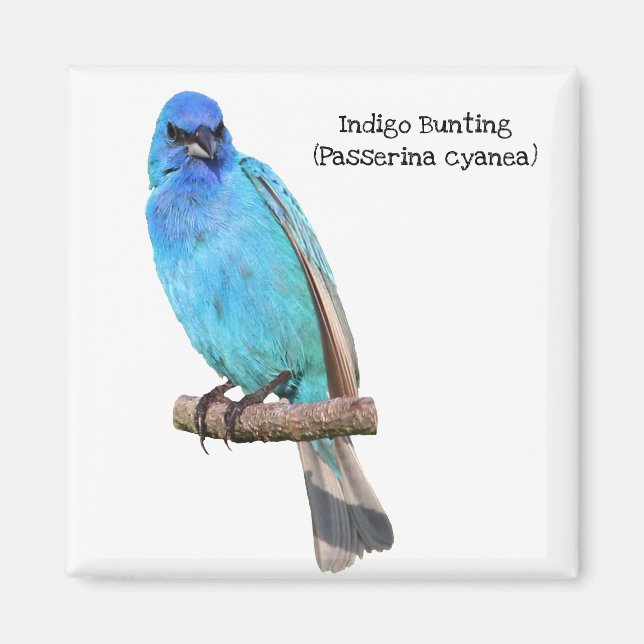 Imán Indigo Bunting (Frente)