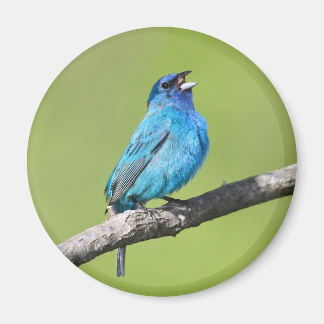 Imán Indigo Bunting (Frente)