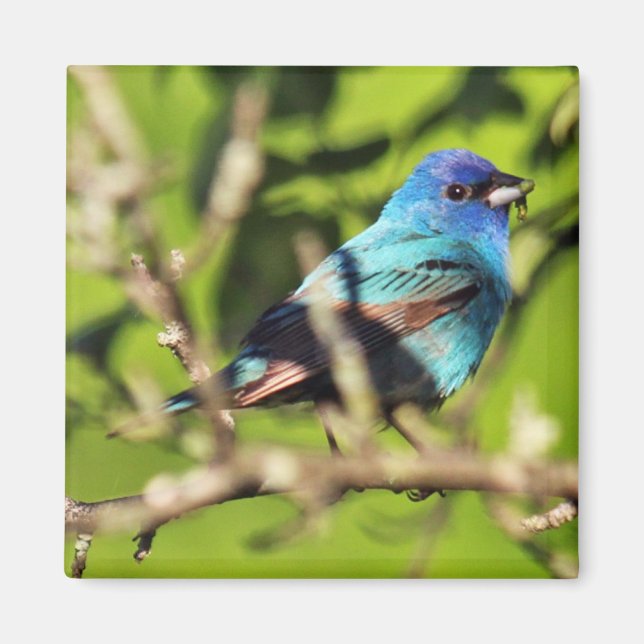 Imán Indigo Bunting Magnet (Frente)