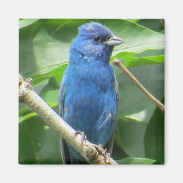 Imán Indigo Bunting Magnet