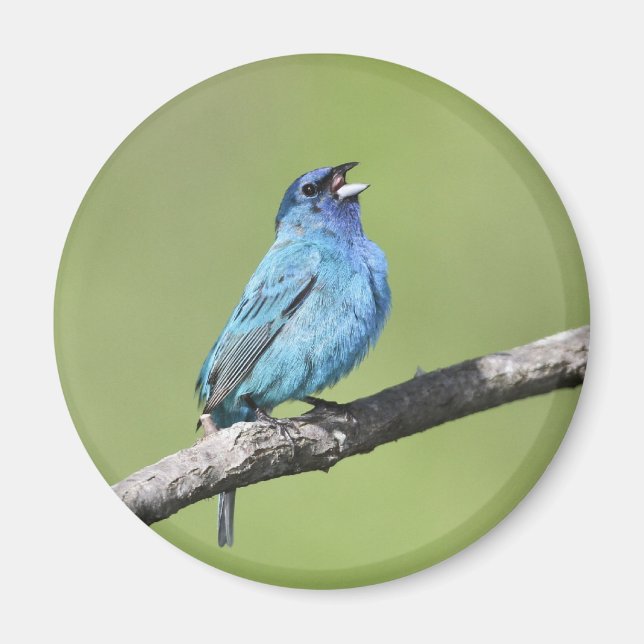 Imán Indigo Bunting Magnet (Frente)