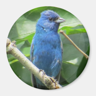 Imán Indigo Bunting Magnet