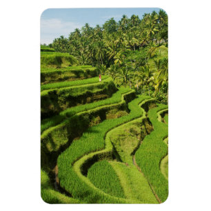 Imán Indonesia, Bali Arrozales