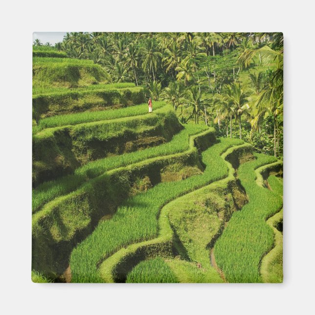 Imán Indonesia, Bali | Rice Paddies (Frente)