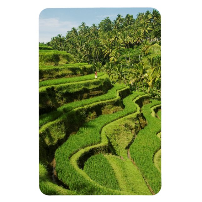 Imán Indonesia, Bali | Rice Paddies (Vertical)