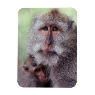 Imán Indonesia, Bali, Ubud, Macaco de cola larga