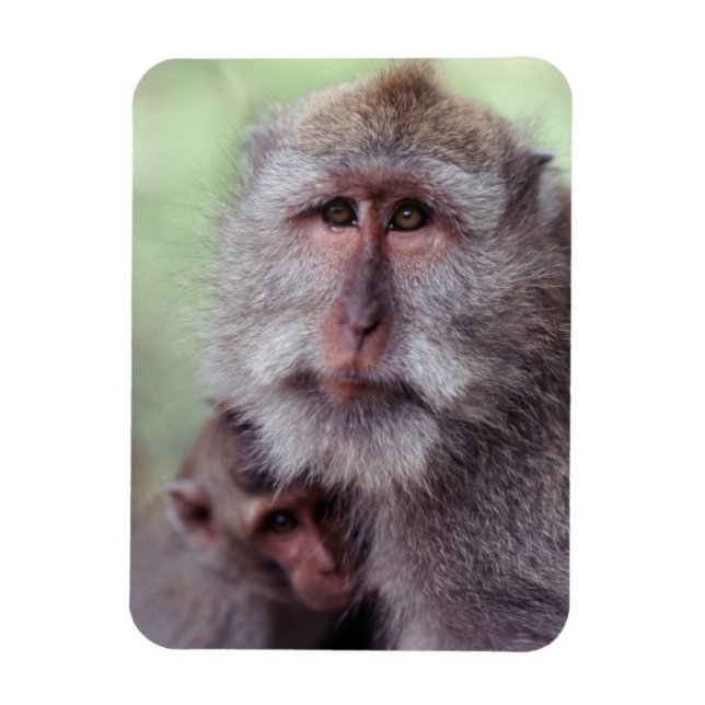 Imán Indonesia, Bali, Ubud, Macaco de cola larga (Vertical)