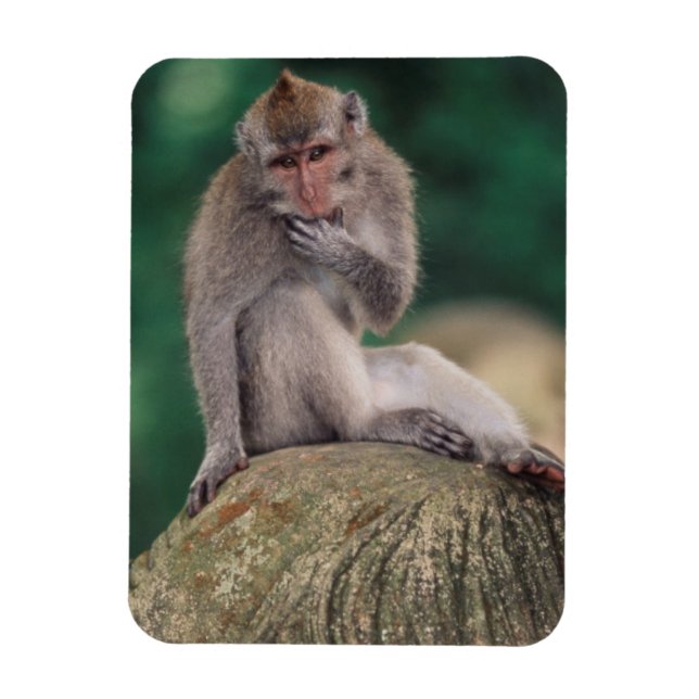 Imán Indonesia, Bali, Ubud, Macaco de cola larga (Vertical)