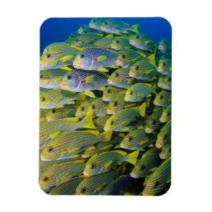 Imán Indonesia. Peces en la escuela