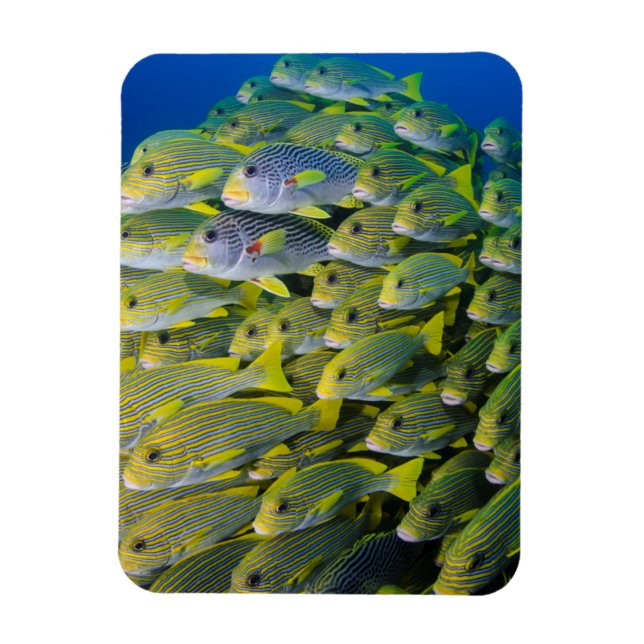 Imán Indonesia. Peces en la escuela (Vertical)
