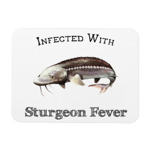 Imán Infectada Con Fiebre De Turbón