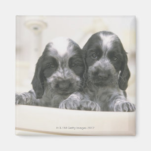 Imán Inglés cocker spaniel