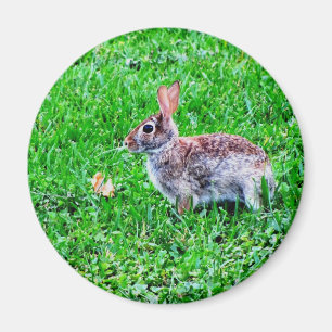 Imán Innocent Eyes Magnet