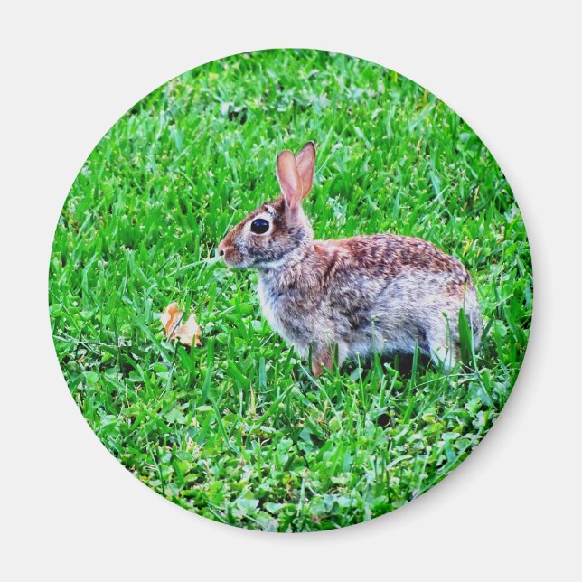 Imán Innocent Eyes Magnet (Frente)