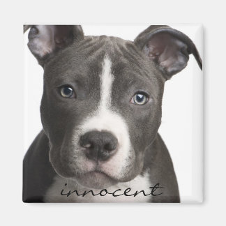 Imán Innocent Pitbull Puppy Magnet