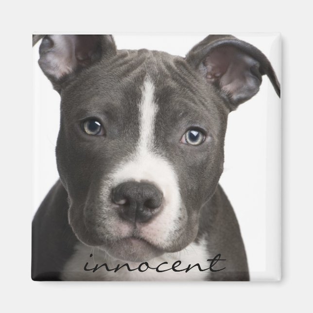 Imán Innocent Pitbull Puppy Magnet (Frente)