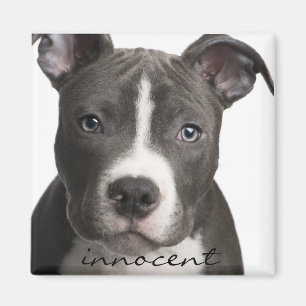 Imán inocente del perrito de Pitbull