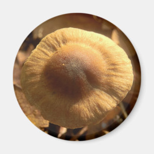 Imán Inocybe napipes Mushroom Magnet