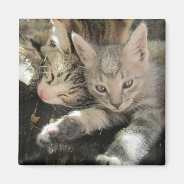 Imán Inoki Kitten (Frente)