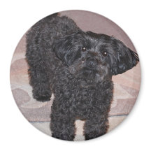 Inquisitivo yorkie poo