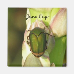 Imán Insecto de junio
