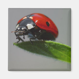 Imán insecto de la señora