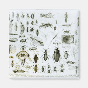Imán Insectos de la entomología