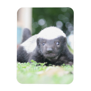 Imán Insignia de miel de bebé en fotografía de hierba v