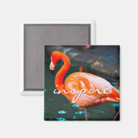 Inspire Script Flamingo rosa Foto Moderna de estil