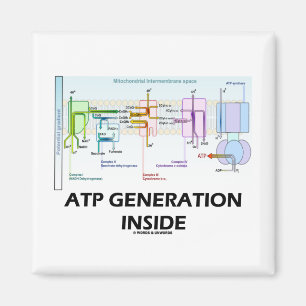 Imán Interior de la generación del ATP (cadena de