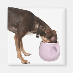 Imán interrupción del café